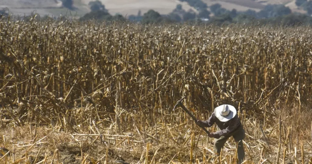 jornaleros-agricultura-plantios-campos